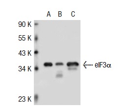 eIF3α (H-250): sc-50356. Western blot analysis of eIF3α expression in non-transfected 293T: sc-117752 (A), mouse eIF2α transfected 293T: sc-126778 (B) and Jurkat (C) whole cell lysates.