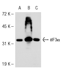 eIF3α (H-250): sc-50356. Western blot analysis of eIF3α expression in non-transfected 293T: sc-117752 (A), mouse eIF3α transfected 293T: sc-126778 (B) and Jurkat (C) whole cell lysates.