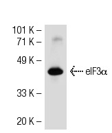 eIF3α (H-250): sc-50356. Western blot analysis of eIF3α expression in MES-SA/Dx5 whole cell lysate.