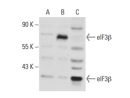 eIF3β (H-300): sc-50357. Western blot analysis of eIF3β expression in non-transfected 293T: sc-117752 (A), human eIF3β transfected 293T: sc-173271 (B) and HeLa (C) whole cell lysates.