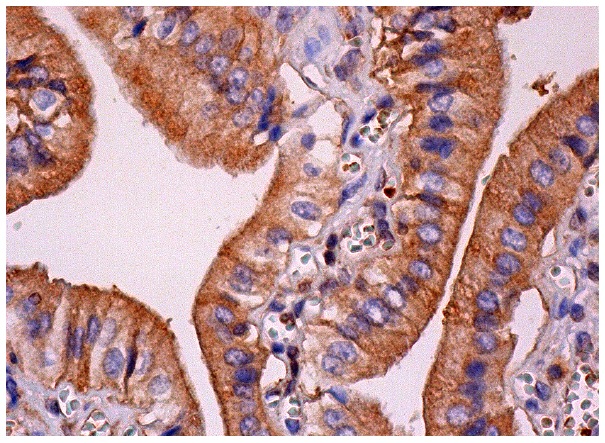 eIF3β (H-300): sc-50357. Immunoperoxidase staining of formalin fixed, paraffin-embedded human gall bladder tissue showing cytoplasmic staining of glandular cells.