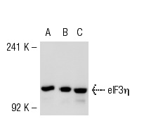 eIF3η (H-300): sc-28857. Western blot analysis of eIF3η expression in non-transfected: sc-117752 (A) and human eIF3η transfected: sc-112106 (B) 293T whole cell lysates and A-431 nuclear extract (C).