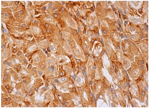 eIF3η (H-300): sc-28857. Immunoperoxidase staining of formalin fixed, paraffin-embedded human upper stomach tissue showing cytoplasmic staining of glandular cells.