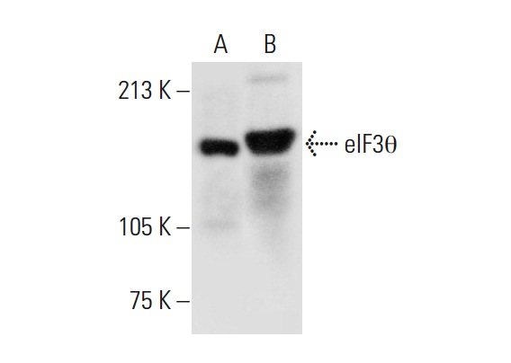 eIF3θ (E-1): sc-365789. Western blot analysis of eIF3θ expression in PC-12 (A) and PANC-1 (B) whole cell lysates.