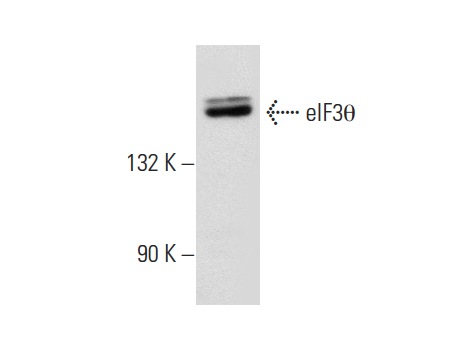 eIF3θ (E-1): sc-365789. Western blot analysis of eIF3θ expression in HeLa whole cell lysate.