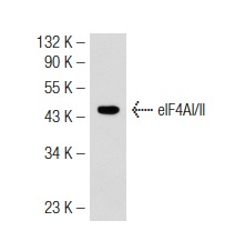 eIF4AI/II (H-145): sc-50354. Western blot analysis of eIF4AI/II expression in mouse brain tissue extract.