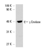 γ Enolase (NSE-P2): sc-21737. Western blot analysis of γ Enolase expression in SH-SY-5Y whole cell lysate.