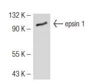 epsin 1 (F-7): sc-55555. Western blot analysis of epsin 1 expression in Jurkat whole cell lysate.