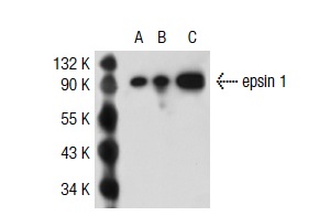 epsin 1 (F-7): sc-55555. Western blot analysis of epsin 1 expression in non-transfected 293T: sc-117752 (A), human epsin 1 transfected 293T: sc-115661 (B) and Jurkat (C) whole cell lysates.