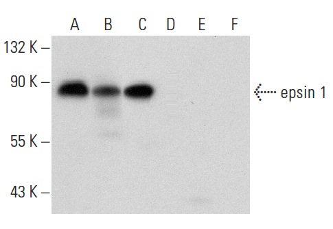 epsin 1 (F-7): sc-55555. Western blot analysis of epsin 1 expression in HeLa (A), A-431 (B), K-562 (C), NIH/3T3 (D), C6 (E) and KNRK (F) whole cell lysates. Note lack of reactivity in lanes D, E and F.