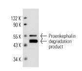 Met/Leu-enkephalin (NOC1/35): sc-47705. Western blot analysis of human recombinant Proenkephalin.