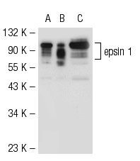 epsin 1 (H-130): sc-25521. Western blot analysis of epsin 1 expression in non-transfected 293T: sc-117752 (A), mouse epsin 1 transfected 293T: sc-126802 (B) and Jurkat (C) whole cell lysates.