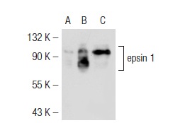 epsin 1 (G-11): sc-55564. Western blot analysis of epsin 1 expression in non-transfected 293T: sc-117752 (A), mouse epsin 1 transfected 293T: sc-126801 (B) and Jurkat (C) whole cell lysates.