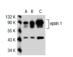 epsin 1 (G-11): sc-55564. Western blot analysis of epsin 1 expression in non-transfected 293T: sc-117752 (A), human epsin 1 transfected 293T: sc-115661 (B) and Jurkat (C) whole cell lysates.