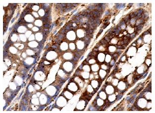 epsin 1 (G-11): sc-55564. Immunoperoxidase staining of formalin fixed, paraffin-embedded human rectum tissue showing membrane and cytoplasmic staining of glandular cells.