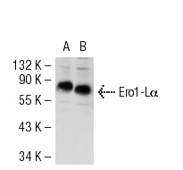 Ero1-Lα (H-90): sc-98354. Western blot analysis of Ero1-Lα expression in HEK293 (A) and HeLa (B) whole cell lysates.