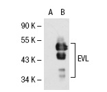 EVL (C-17): sc-66527. Western blot analysis of EVL expression in non-transfected: sc-117752 (A) and human EVL transfected: sc-114947 (B) 293T whole cell lysates.