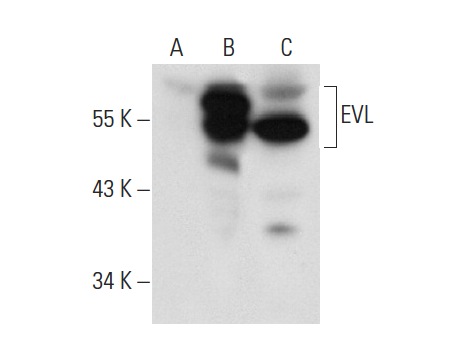 EVL (C-17): sc-66527. Western blot analysis of EVL expression in non-transfected 293T: sc-117752 (A), human EVL transfected 293T: sc-170241 (B) and Ramos (C) whole cell lysates.