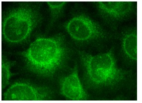 EVL (C-17): sc-66527. Immunofluorescence staining of methanol-fixed HeLa cells showing cytoplasmic localization.