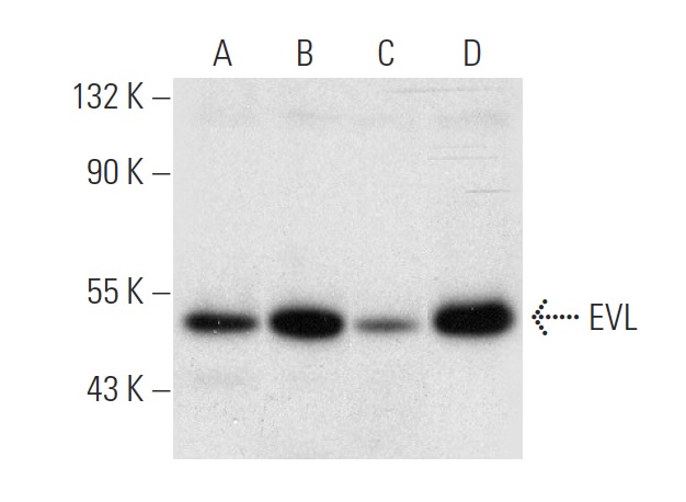 EVL (B-1): sc-376943. Western blot analysis of EVL expression in CCRF-CEM (A), Jurkat (B), MOLT-4 (C) and Ramos (D) whole cell lysates.