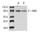 EWS (N-18): sc-6533. Western blot analysis of EWS expression in non-transfected 293: sc-110760 (A), human EWS transfected 293: sc-110794 (B) and HeLa (C) whole cell lysates.