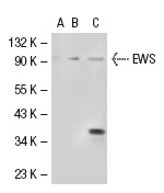 EWS (N-18): sc-6533. Western blot analysis of EWS expression in non-transfected 293: sc-110760 (A), human EWS transfected 293: sc-110794 (B) and HeLa (C) whole cell lysates.