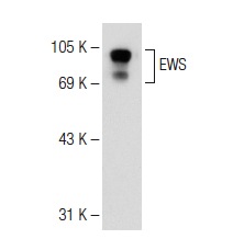 EWS (G-5): sc-28327. Western blot analysis of EWS expression in HeLa nuclear extract.