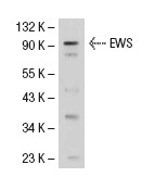 EWS (H-60): sc-28865. Western blot analysis of EWS expression in HeLa whole cell lysate.