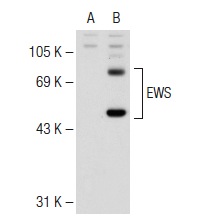 EWS (H-60): sc-28865. Western blot analysis of EWS expression in non-transfected: sc-117752 (A) and human EWS transfected: sc-128557 (B) 293T whole cell lysates.