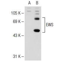 EWS (H-60): sc-28865. Western blot analysis of EWS expression in non-transfected: sc-117752 (A) and human EWS transfected: sc-128558 (B) 293T whole cell lysates.