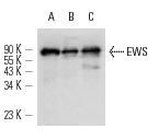 EWS (C-9): sc-48404. Western blot analysis of EWS expression in K-562 (A) and F9 (B) whole cell lysates and rat testis tissue extract (C).