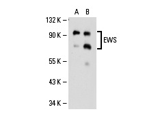 EWS (C-9): sc-48404. Western blot analysis of EWS expression in non-transfected: sc-110760 (A) and human EWS transfected: sc-111059 (B) 293 whole cell lysates.