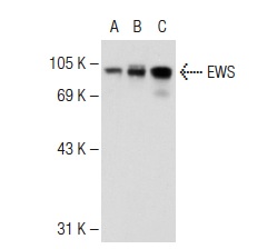 EWS (C-9): sc-48404. Western blot analysis of EWS expression in non-transfected: sc-117752 (A) and human EWS transfected: sc-128558 (B) 293T whole cell lysates and HeLa nuclear extract (C).