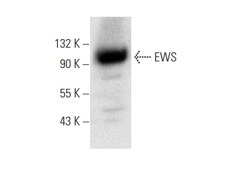 EWS (C-9): sc-48404. Western blot analysis of EWS expression in F9 whole cell lysate.