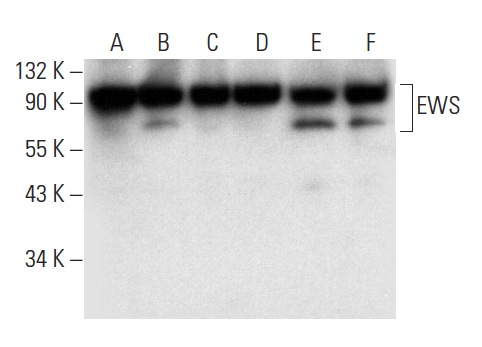 EWS (C-9): sc-48404. Western blot analysis of EWS expression in Jurkat (A), HeLa (B) and K-562 (C) nuclear extracts and K-562 (D), C32 (E) and HeLa (F) whole cell lysates.