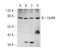 Exo84 (C-16): sc-160319. Western blot analysis of Exo84 expression in PC-12 (A), A-375 (B), C32 (C) and NIH/3T3 (D) whole cell lysates.