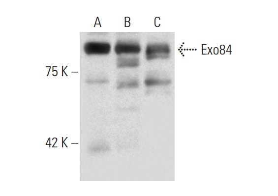 Exo84 (C-16): sc-160319. Western blot analysis of Exo84 expression in LADMAC (A) and WI 38 (B) whole cell lysates and mouse brain tissue extract (C).