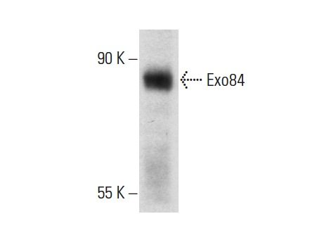 Exo84 (C-16): sc-160319. Western blot analysis of Exo84 expression in KNRK whole cell lysate.