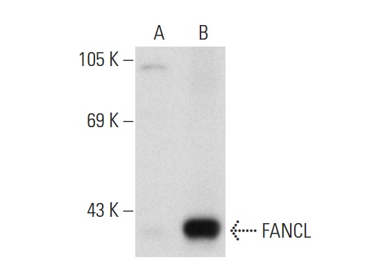 FANCL (H-8): sc-137068. Western blot analysis of FANCL expression in non-transfected: sc-117752 (A) and human FANCL transfected: sc-116313 (B) 293T whole cell lysates.
