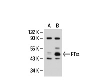 FTFTα (C-19): sc-487. Western blot analysis of FTFTα expression in non-transfected: sc-110760 (A) and human FTα transfected: sc-112923 (B) 293 whole cell lysates.