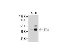 FTα (IB7): sc-23906. Western blot analysis of FTα expression in non-transfected: sc-110760 (A) and human FTα transfected: sc-112923 (B) 293 whole cell lysates.