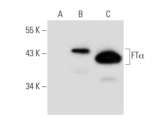 FTα (IB7): sc-23906. Western blot analysis of FTα expression in non-transfected 293T: sc-117752 (A), human FTα transfected 293T: sc-158523 (B) and NIH/3T3 (C) whole cell lysates.