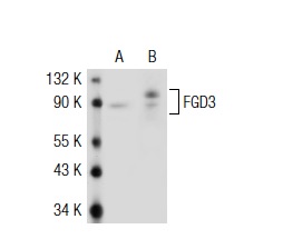 FGD3 (A-16): sc-11117. Western blot analysis of FGD3 expression in non-transfected: sc-117752 (A) and human FGD3 transfected: sc-114923 (B) 293T whole cell lysates.