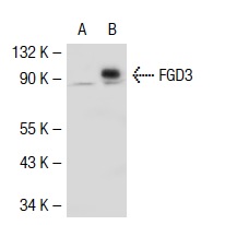 FGD3 (A-16): sc-11117. Western blot analysis of FGD3 expression in non-transfected: sc-117752 (A) and human FGD3 transfected: sc-111927 (B) 293T whole cell lysates.