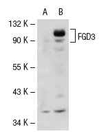 FGD3 (A-16): sc-11117. Western blot analysis of FGD3 expression in non-transfected: sc-117752 (A) and human FGD3 transfected: sc-114923 (B) 293T whole cell lysates