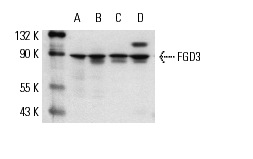FGD3 (M-18): sc-11119. Western blot analysis of FGD3 expression in HeLa (A), A-431 (B), K-562 (C) and LADMAC (D) whole cell lysates.