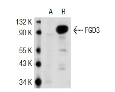 FGD3 (M-18): sc-11119. Western blot analysis of FGD3 expression in non-transfected: sc-117752 (A) and human FGD3 transfected: sc-114923 (B) 293T whole cell lysates.