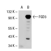 FGD3 (M-18): sc-11119. Western blot analysis of FGD3 expression in non-transfected: sc-117752 (A) and human FGD3 transfected: sc-111927 (B) 293T whole cell lysates.