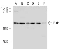 Furin (H-220): sc-20801. Western blot analysis of Furin expression in HeLa (A), MDCK (B), Hep G2 (C), C6 (D) and c4 (E) whole cell lysates and mouse liver tissue extract (F).