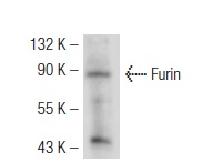 Furin (H-220): sc-20801. Western blot analysis of Furin expression in mouse liver tissue extract.